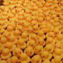 러버덕 Rubber Duck 이미지