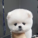 도그웨이 청주점 이미지