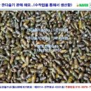 자연산다슬기 이미지