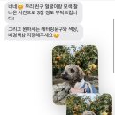 댕코롬 네이버블로그