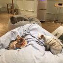 힐링캐터리 | 전주 신시가지 근처 데이트코스 전북최대 규모 고양이카페 추천 — 묘해저택 힐링 타임