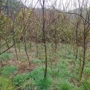사과나무(주) 이미지