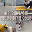털로 덮인 친구들 네이버블로그