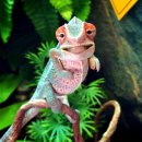 카멜레온 이미지