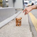 이브애견샵