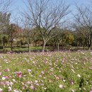 코스모스드림 이미지