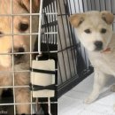 동네강아지 이미지