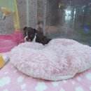 만족하개 이미지