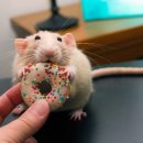 행복도너츠 이미지