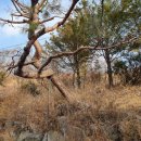 마루애견 이미지