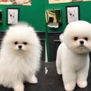 도그핏애견샵 이미지