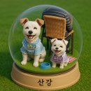 옥천애견미용 | 2025.05.06 / 25.4월 일상