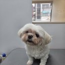 멍빨털빨 이미지