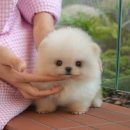 희망애견샵 이미지