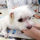 중부동물병원 이미지