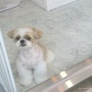 원 반려동물 미용실 이미지