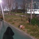 홈플러스 청라점(아이러브펫) | 반려동물등록 우리 강아지도 완료 (동물등록 비용,방법)