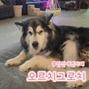 오르치그로치 이미지