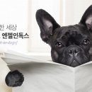 동물병원애견샵엔젤독스 네이버블로그