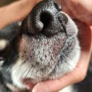 제주오름동물병원 이미지