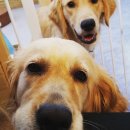 빙고 애견카페 이미지