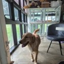 펫 파라다이스 동물병원 이미지