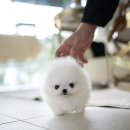 퍼피데일리 이미지