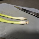 파? 양파? 이미지