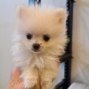 멍냥이 곳간 네이버블로그