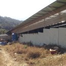 흑석산흑염소농장 이미지