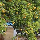 장수황씨종택 이미지