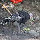 밤골 펜션 이미지