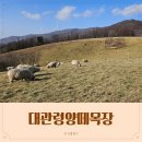 초록빛목장 | 대관령양떼목장 겨울 아기랑 동반시 유모차 필수 후기