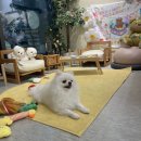 멍깨비마켓 이미지