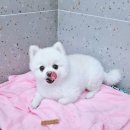 댕댕큘럼 이미지