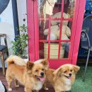 아라힐3 이미지