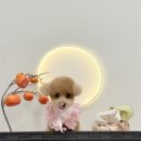 마이리틀멍 이미지