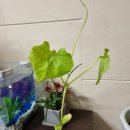 푸른 당구장 이미지