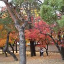 종로-연건-종로-연-384 | 창경궁 춘당지의 가을