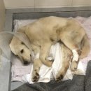 수민동물병원 이미지