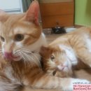 차차그루밍 이미지