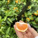 이포농원 | 제주여행 겨울엔? 제주 귤따기 체험 제주농원901