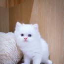 익산원펫 이미지