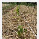 흙사랑 농장 이미지