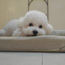 르라움 애견호텔 신암점 이미지