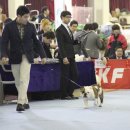 써클켄넬 이미지