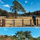 푸른소나무