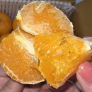 햇살농장 | 제주 천혜향 추천 절부암농장 천혜향 가정용 3kg 택배후기