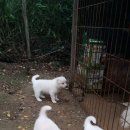 울산농장 Daum카페