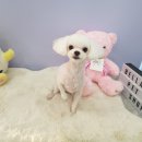 구름이 펫 미용샵 이미지